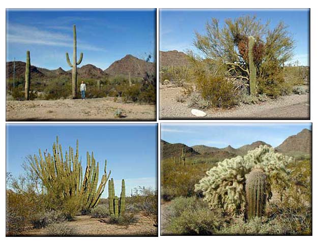 Organ Pipe National Monument