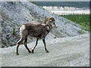 Click for Image Gallery