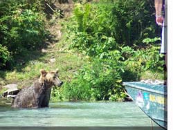 Fishing With the Bears